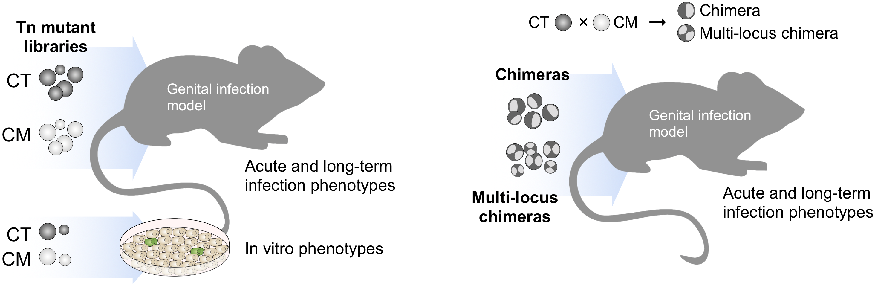 Functional genomics screening