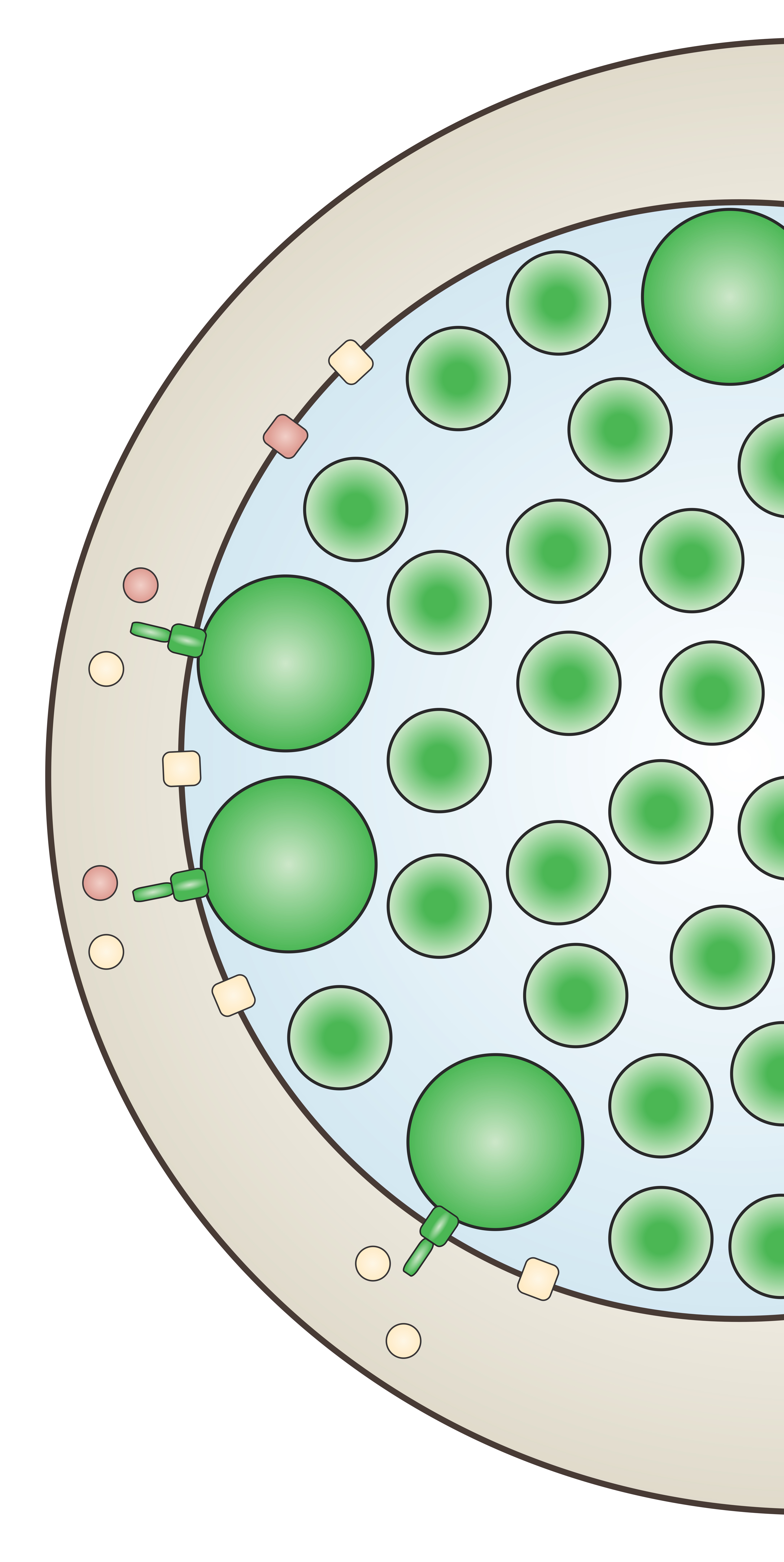 Chlamydia microscopy
